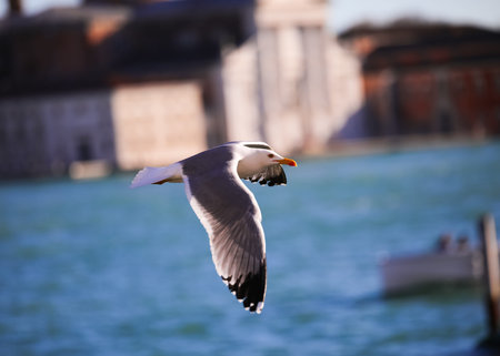 White seagull flies free over the sea of the Venice lagoon and the ancient church in the background