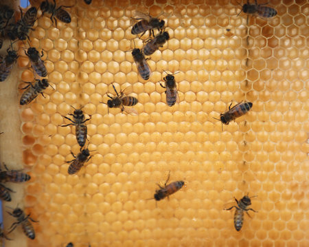 busy beehive with many worker bees and visible hexagonal cells filled with honey