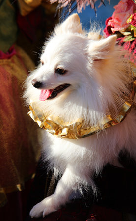 White Pomeranian dog wearing a colorful collar for carnival celebrationsの写真素材