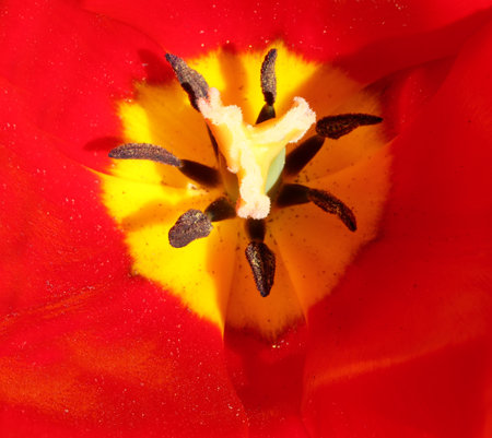Close-up photograph of tulip flower detail with pollen and colorful petals to attract pollinatorsの写真素材