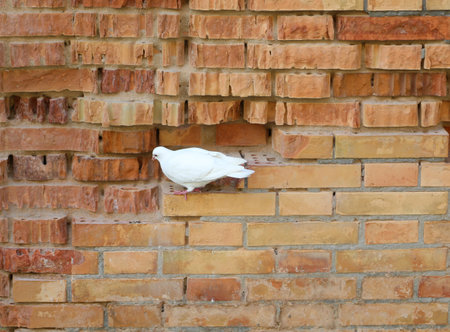 White where perched on a brick of an old wall of the towerの写真素材