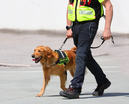 Trained molecular detection dog on the job and its handler during a searchの写真素材