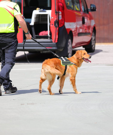 trained search and rescue dog from the K-9 unit of the fire department with its handler on a leashの写真素材