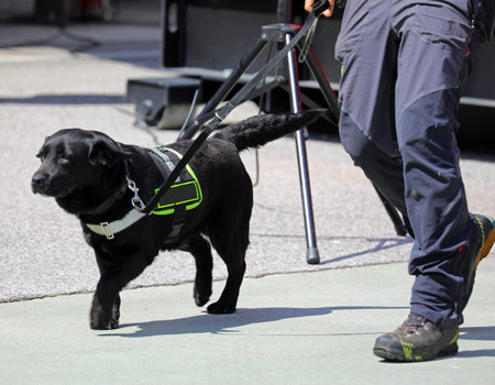 Black molecular dog on a leash with its owner during a search missionの写真素材