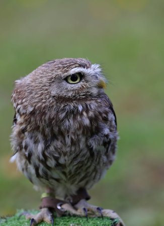 young owl nocturnal bird of prey with very large eyes and dark gray and brown plumage