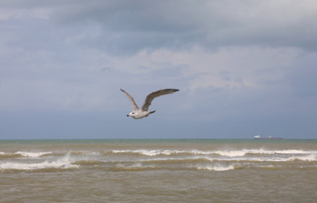 one seagull with spread wings flying over rough sea looking for foodの写真素材
