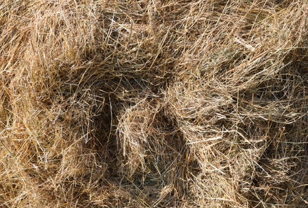 background of dry hay and straw perfect for aromatic hay baths