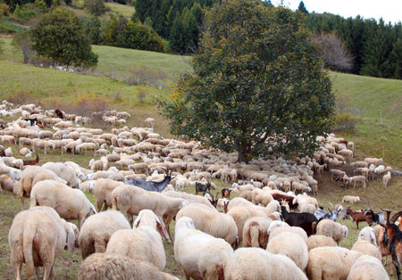 Large flock of sheep and goats from a sheep farm grazing in a mountain pasture during the summer