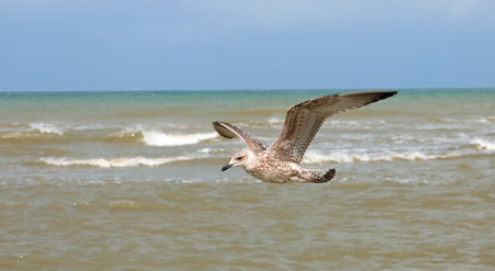 flight of a seagull with its wings spread above the sea surface with some wavesの写真素材