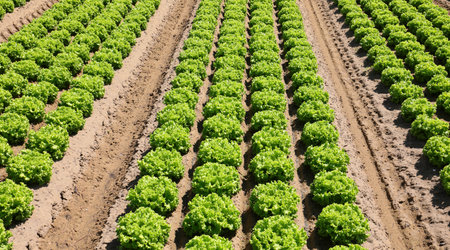 field cultivated with cabbage growing on the fertile sandy soilの写真素材