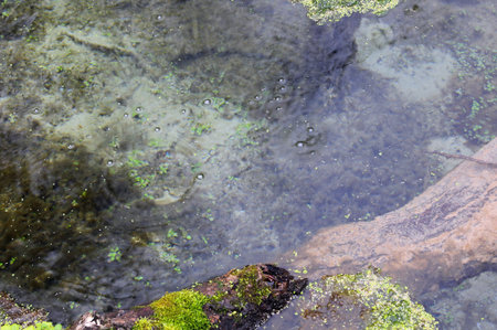 shallow pool of transparent fresh spring water and you can see oxygen bubbles rising to the surface...