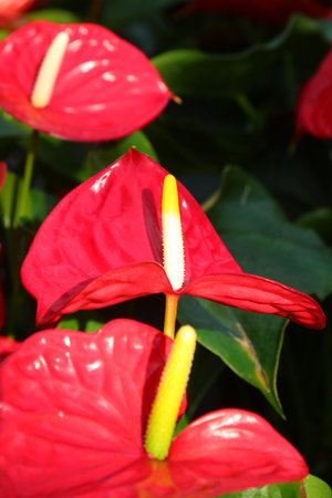 detail of the Big yellow and Red Flower of anthurium a beautiful ornamental plant for home for sale in the nurseryの写真素材