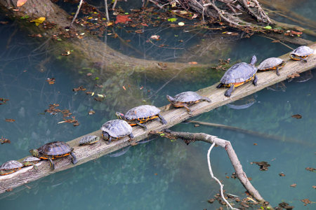 Humorous scene of many turtles in a row one behind the other that seem to want to do a race above the tree in the pondの写真素材