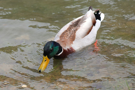 Mallard duck Male with green plumage on his head and long yellow beak swimming in the pond water in search of foodの写真素材