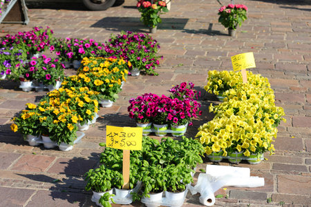 many types of flowers for sale at the market and also the green basil leaf seedlings with the priceの写真素材