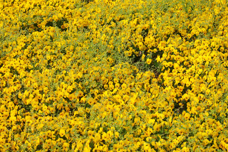 flowered background of many flowers of horned violet type or viola Cornuta blossomed in springtime...