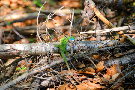 Green lizard with vibrant colors and many tones of green on the branch of the treeの写真素材
