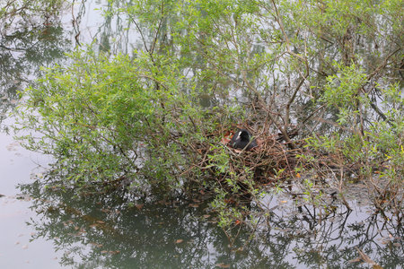 Mother bird coot also called fulica with black plumage while incubating her eggs in the nest in the pond in springの写真素材