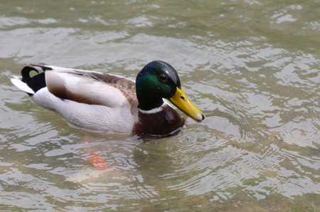 Bird called mallard duck or drake while swimming in the water of lakeの写真素材