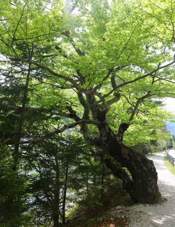 large trunk bent a large tree that has a strange shape with many leafy branchesの写真素材