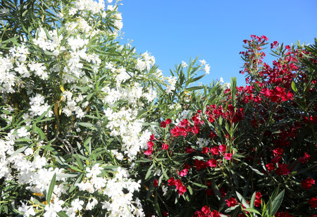 many white and red blooming flowers of oleander plant typical vegetation of the Mediterranean areas in full bloom in summerの写真素材
