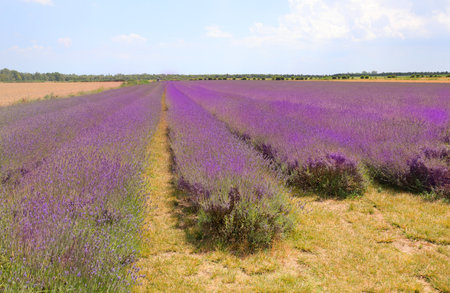 flower field with purple lavender flowers in the wide plainの写真素材