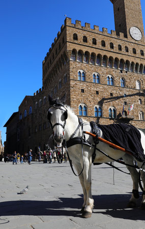 white horse with blinkers in Florence main square Italy for tourist rides and Palazzo Vecchio with tower in backgroundの写真素材