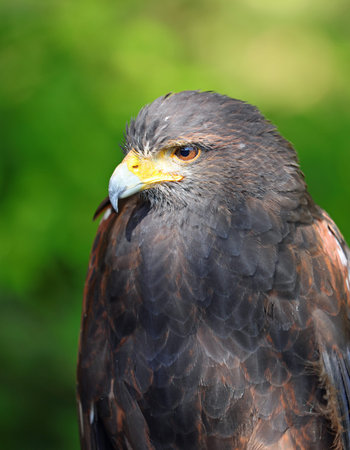 Harris Hawk with hooked yellow and black beak and green background