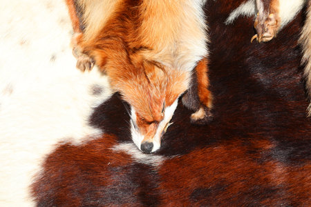 Many animal pelts with fur and a fox stole showing the head against a cowhide fur rug background popular in the 70s and 80sの写真素材
