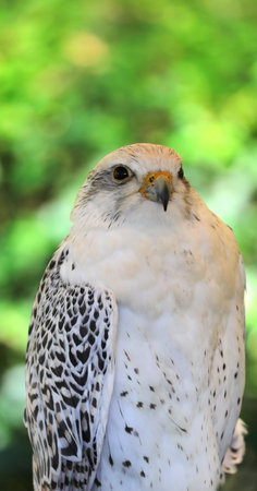 Gyrfalcon bird of prey breed and green background of treesの写真素材