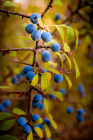 autumn plum branchの写真素材