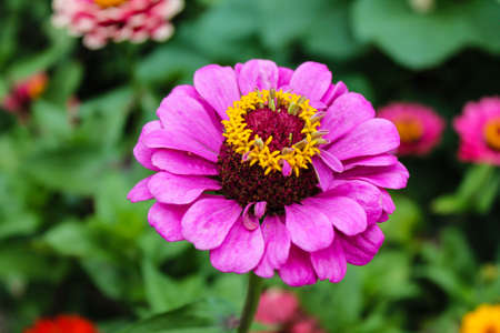 marguerite in bloomの写真素材