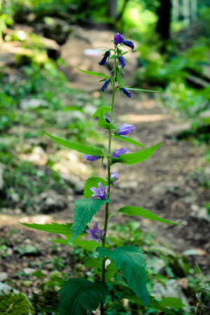 plant of violet flower in the middle of a track in the forestの写真素材
