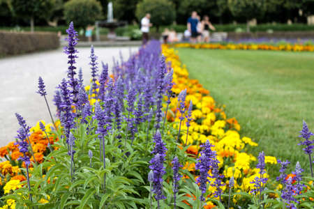 flowers of lavender in a gardenの写真素材