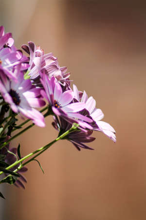 flowers sprouting from a jarの写真素材
