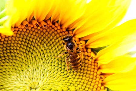 bee on a sunflower in summerの写真素材