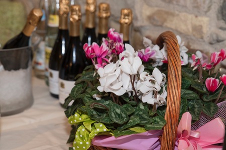 photos of flowers (cyclamens) on a table set for dinner.の写真素材