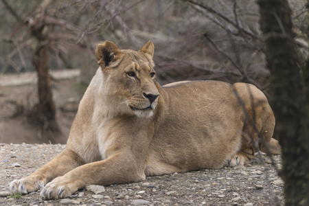 a photo of a lioness at rest
の写真素材