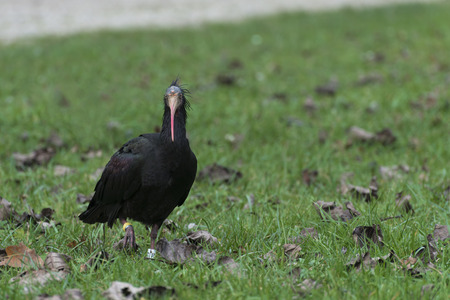a picture of an ibis in natureの写真素材