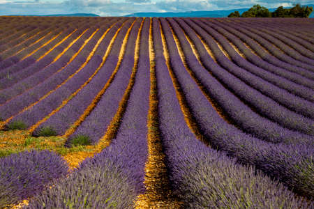Lavender fields near Valensole, Provence, Franceの写真素材