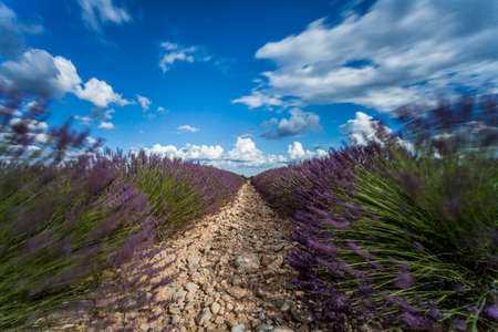 Lavender fields near Valensole, Provence, Franceの写真素材