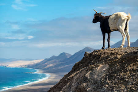 Playa de Cofete view with a traditional goatの写真素材