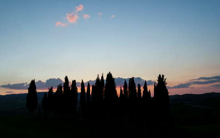the famous cypresses of the Val DOrcia, Sienaの写真素材