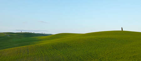 the famous cypresses of the Val DOrcia, Sienaの写真素材
