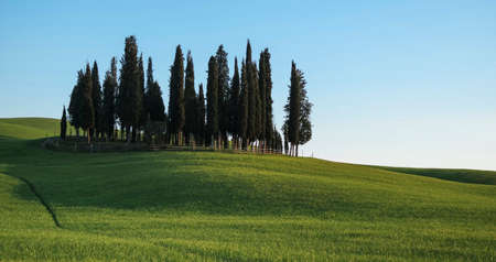 the famous cypresses of the Val DOrcia, Sienaの写真素材