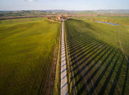 the famous cypresses of the Val DOrcia, Sienaの写真素材