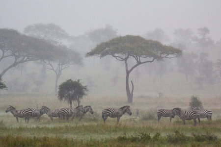 zebres under rain in Serengeti National Park, Tanzaniaの写真素材