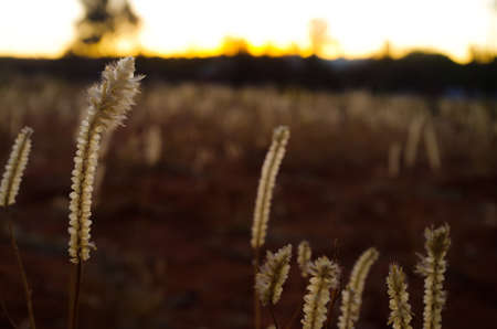 Weeds on a field in Australia with sunset in backgroundの写真素材