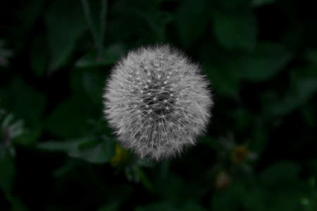 Dandelion in the nightの写真素材