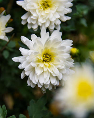 White Dahliaの写真素材